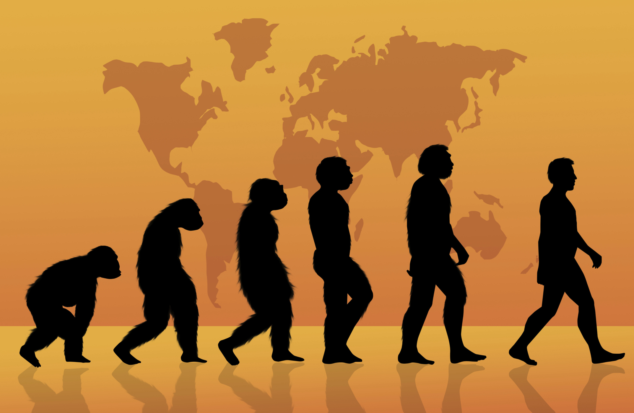 evolucionhumana